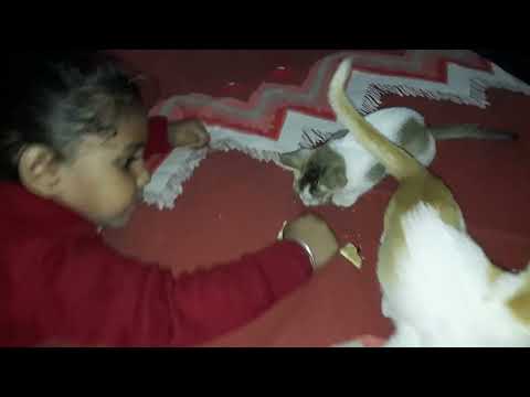 #vanshu d badmsh#intro of oreo n kukki#ytvideo#viral video#vanshu kids