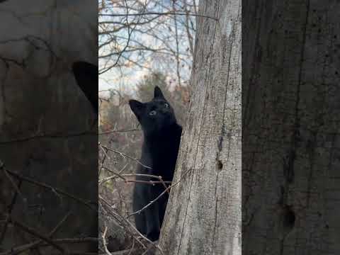 Adventure Cats 🖤 Playtime in the Forest 🌳✨ #cat #cats #blessed #Godisgood #nature #adventure #best