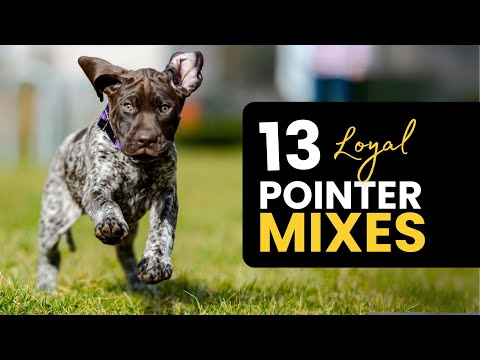 English Pointer Mixed Breed