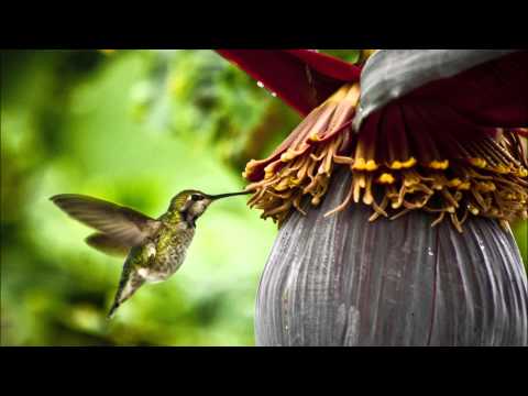 James Monro - Nectar (LoQuai Remix)