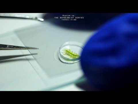 The Bryologist Series by TerraLiving - Hypnum sp. high magnification
