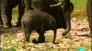 El Elefante (Documental) Sobreviviendo en la naturaleza_Español-Castellano