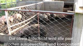 preview picture of video 'Schweine - Auslaufstall in Tigaon, Philippinen Teil 1'