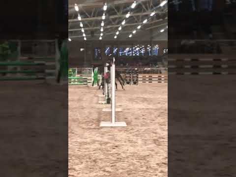 Magnificus 5yo(Magnus Romeo x Landor S)