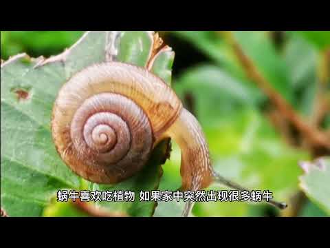 蝸牛進家