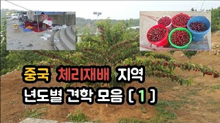 중국 체리농장 견학 [ 1 ] 16년도 중국 대련