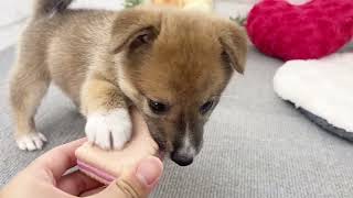 ハーフ犬の動画02