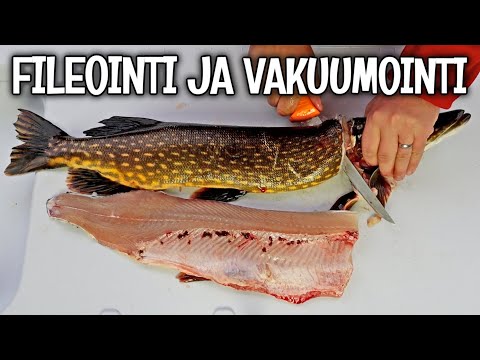 HAUKI FILEIKSI JA VAKUUMIIN - KALANPERKAUSPÖYTÄ - VAKUUMIKONE - FILEOINTIVEITSI