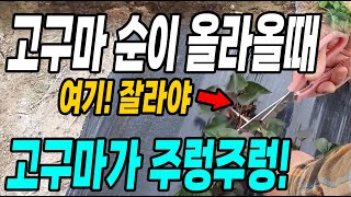 고구마심고 고구마순이 올라올때 여기를 잘라주면 고구마가 주렁주렁! 고구마 더 많이 수확하는방법