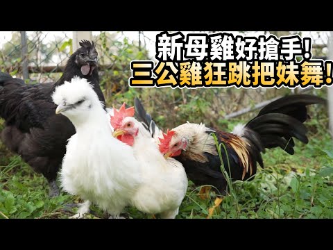 公雞求偶
