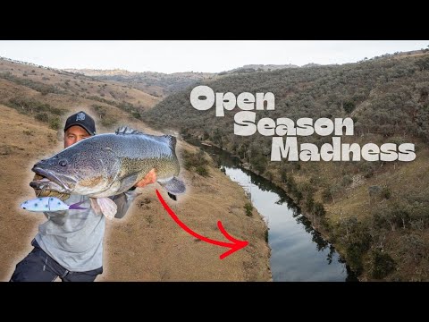 Giant MURRAY COD | Landbased Topwater Fishing