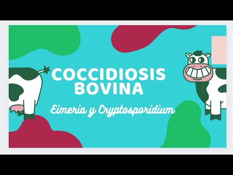 , title : 'Coccidiosis en bovinos'