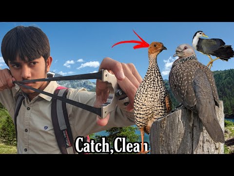Slingshot Hunting Wild Partridge & White Breasted Moorhen Catch,Clean & Cook ASMR