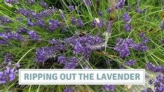 Why I'm Replacing My Lavender Hedge with Hebe // Cottoverdi