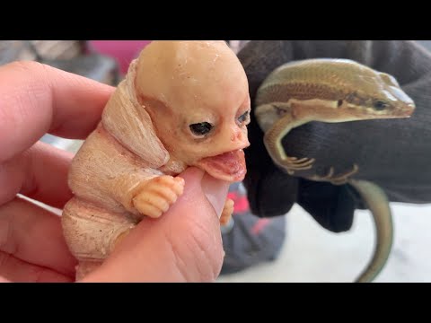 Sasuke and the skink!