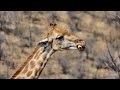 Unexpected Appetite: Southern Giraffe Gnaws a Bone - osteophagia in action!