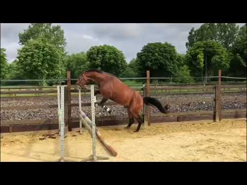 **FOR SALE** 3yo stallion by F-ONE USA (Toulon) x EMILLION