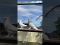 Silver Pigeon #silver #birds #pigeon #fyp #sun