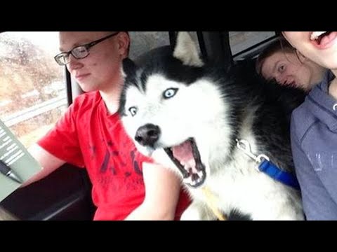 Les huskies sont des reines du drame et sont hilarants ! | Vidéo sur les animaux les plus drôles 2023