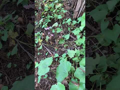 春の野の花 紫のオドリコソウ 赤いイラクサ ラミウム purpureum