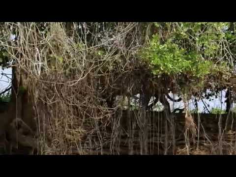 COMBATTIMENTO MORTALE...GIAGUARO VS COCCODRILLO