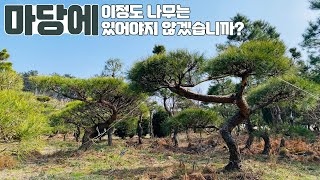 전원주택 조경수. 소나무 특수목을 소개합니다!