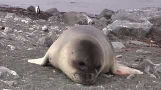 Amazing Encounter with an Adorable Elephant Seal Pup