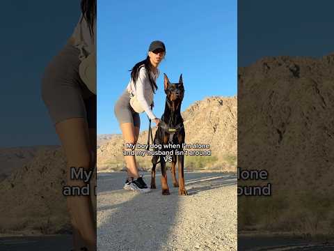 He’s like, I’m off duty now 😆🐾 #doberman #dogs #doggy
