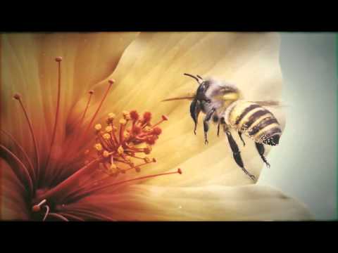 CGI 3D Animated Short HD  'Bee'   by Vladimir Loginov