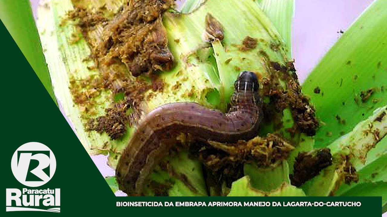 BIOINSETICIDA da Embrapa aprimora manejo da LAGARTA-DO-CARTUCHO