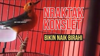 Download lagu PANCINGAN NRAKTAK KONSLET BIKIN ANIS MERAH LOYO JADI BIRAHI || 100% FULL NRAKTAK mp3