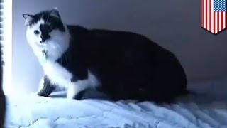 Giant cat terrorizes family forcing trapped man to call 911