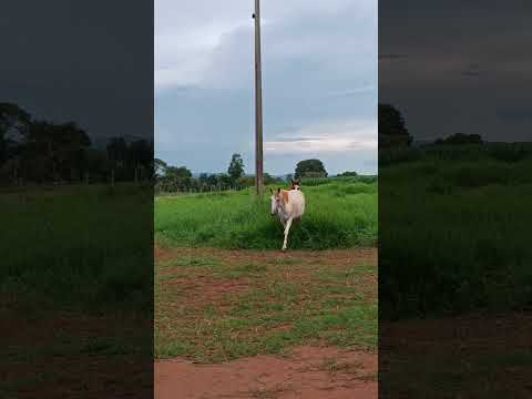 Reunindo a tropa, Rancho W&N, Palmeiras de Goiás, córrego Jaborandi.