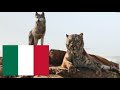 The Jungle Book 2016 Shere Khan Kills Akela Italian Italiano