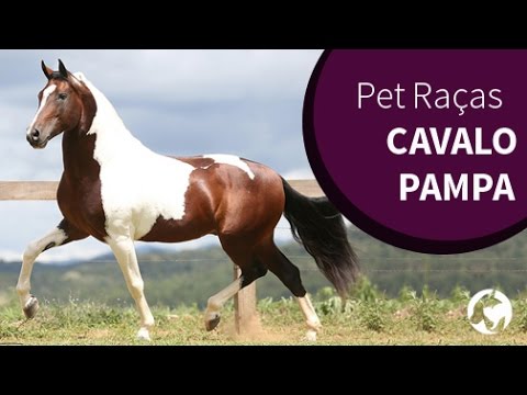 , title : 'Pet Raças  - Cavalos Pampa'