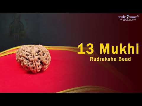 Thirteen (13) Mukhi Rudraksha Collector video