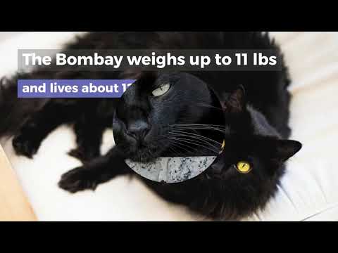THE BOMBAY CAT – PERSONALITY & FACTS YOU NEED TO KNOW