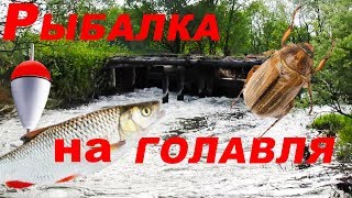 Рыбалка на платниках в рязанской области