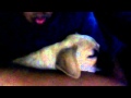 Fuzzyeggroll123 S Webcam Video January 5 2012 02 55 PM