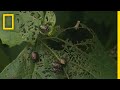 Invasive Species 101 National Geographic