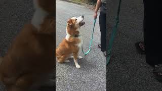 Video preview image #1 Australian Shepherd-Unknown Mix Puppy For Sale in Decatur, GA, USA
