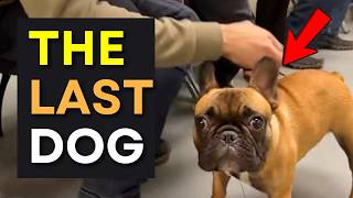 Dogs Pick Their People and It's Absolutely Heartwarming #DogChoosesHuman #dogadoption