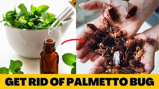 How  to  get  rid  of  palmetto  bugs  away  of  the porch  and  house