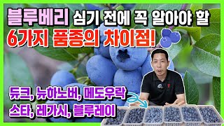 블루베리 심기 전에 꼭 알아야 할 6가지 품종의 차이점! [듀크, 뉴하노버, 메도우락, 스타, 레가시, 블루…