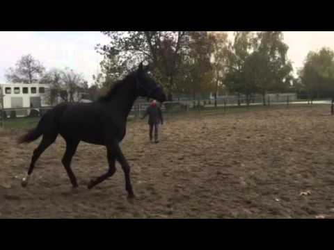 Fidelio, stallion, 2013, Furst Romancier x Sarkozy