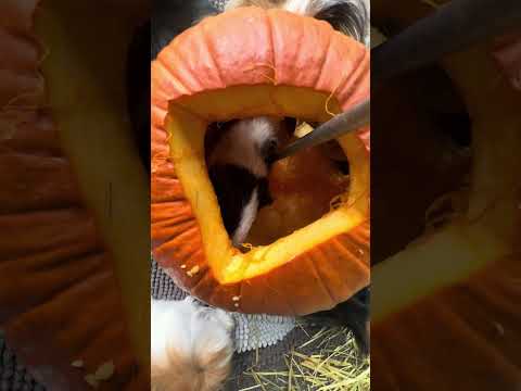 Herd of guinea pigs vs jack-o’-lantern