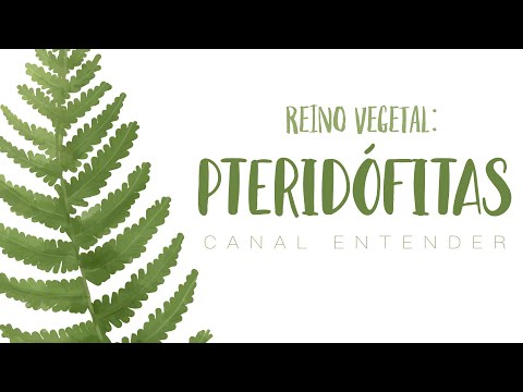 PTERIDÓFITAS - Reino Vegetal