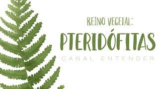 PTERIDÓFITAS - Reino Vegetal