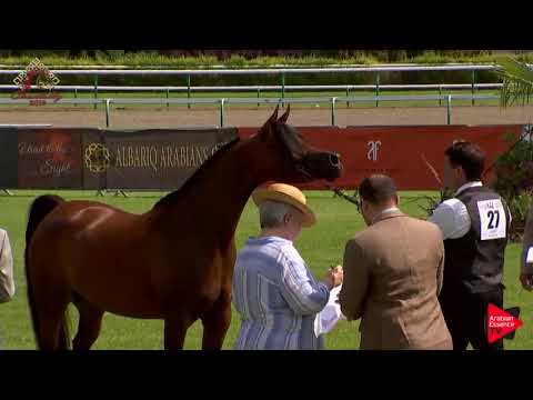 N.27 SULTANA AL ARJA - Chantilly 2019 AHO World Cup - 4-7 Years Old Mares (Class 4)