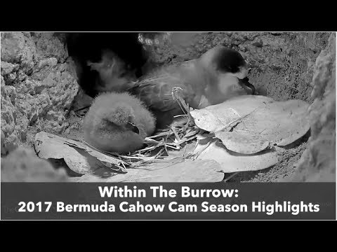 Within The Burrow: 2017 Cahow Cam Season Highlights